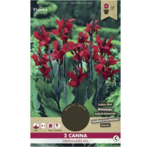 Balení dvou červených rostlin Canna Greenleaves Red