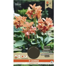 Balení dvou rostlin Canna Salmon Pink
