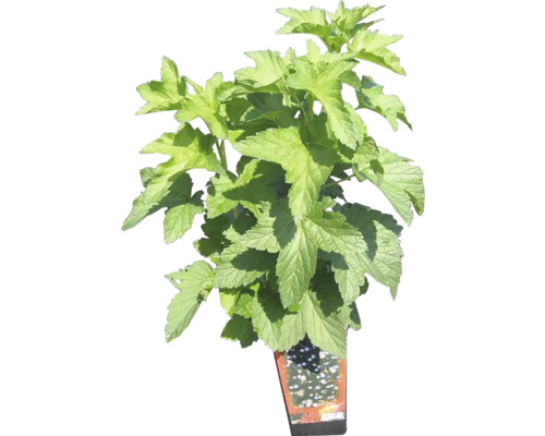 Černý rybíz v květináči se zelenými listy.