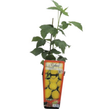 Sazenice maliny Rubus idaeus v květináči
