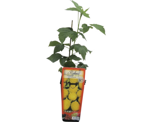 Sazenice maliny Rubus idaeus v květináči