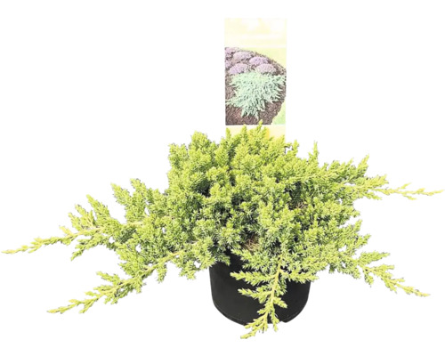 Jalovec poléhavý Juniperus procumbens 'Nana' 20-30 cm květináč 2,5 l