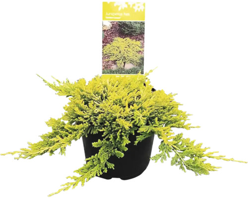 Jalovec polehlý Juniperus horizontalis 'Golden Carpet' 20-30 cm květináč 2,5 l