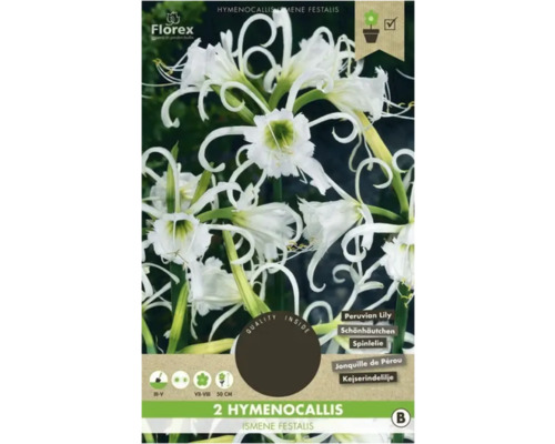 Ismene Florex Hymenocallis 2 ks