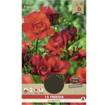 Florex Frézie Double Red balení po 15 kusech