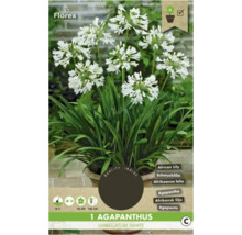 Okrasná africká lilie v květináči