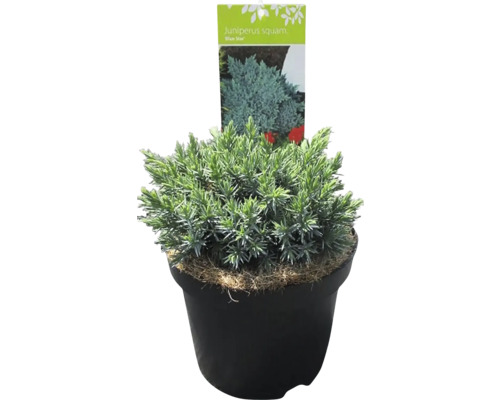 Jalovec šupinatý Juniperus squamata 'Blue Star' 20-30 cm květináč 2,5 l