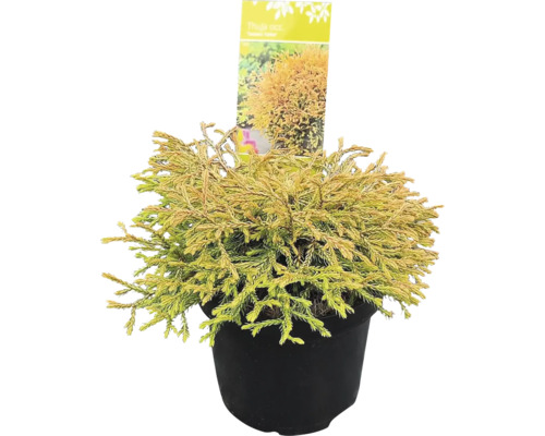 Zerav západní, túje Thuja occidentalis 'Golden Tuffet' 20-30 cm květináč 2,5 l Zerav zerav v květináči
