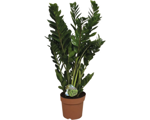 Zamioculcas pokojová rostlina v květináči