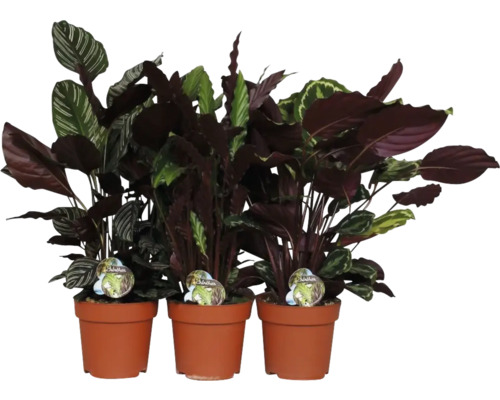 Tři pokojové rostliny rodu Calathea v hliněných květináčích
