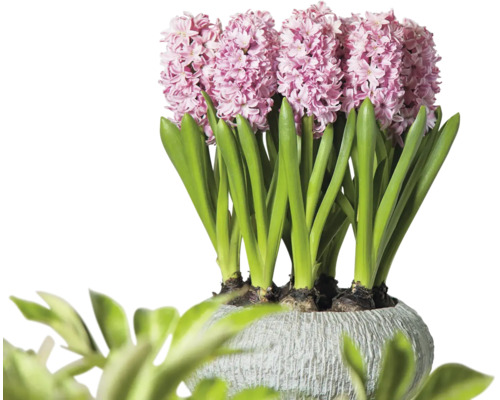 Hyacinty v květináči