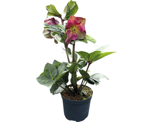 Čemeřice východní FloraSelf Helleborus x hybridus 'Red Princess' květináč Ø 13 cm Čemeřice v květináči