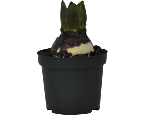 Květinová cibule v černém květináči