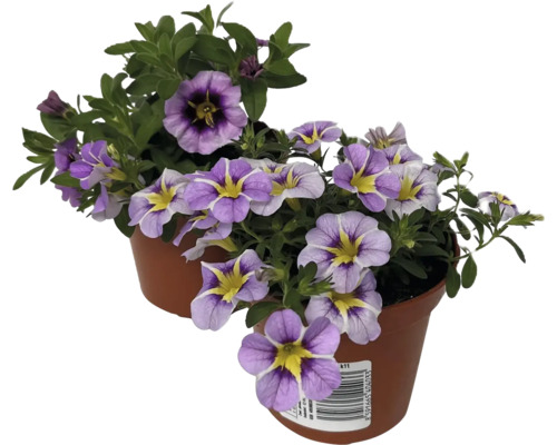 Dvě petúnie v květináčích