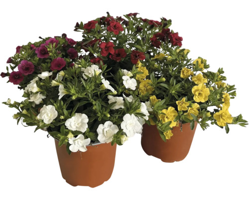 Květinový truhlík s petúniemi různých barev v květináči