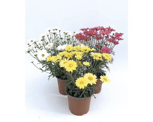 Tři kopretiny v květináčích s bílými, žlutými a červenými květy