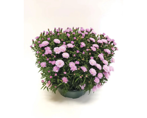 Hrnková astra s mnoha květy