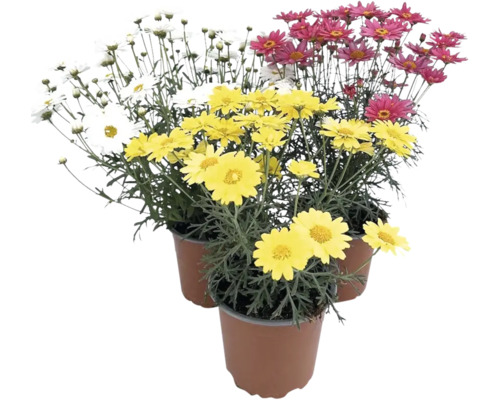 Tři rostliny kopretiny v květináčích s bílými, žlutými a červenými květy