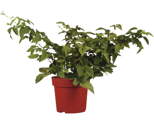 Ostružiník v květináči