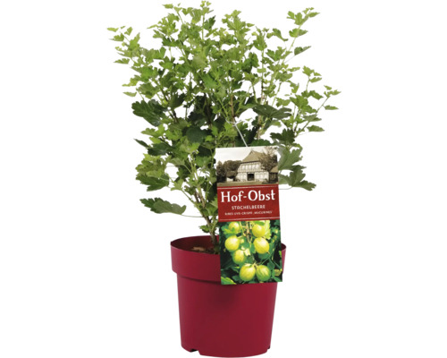 Angrešt v květináči