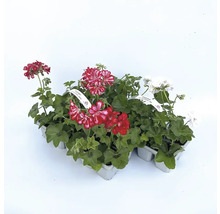 Sada pelargonií s různými barvami květů v květináčích