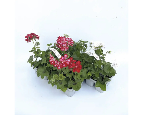 Sada pelargonií s různými barvami květů v květináčích