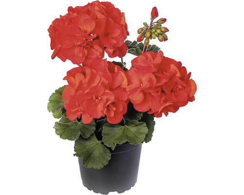 Pelargonium zonale Ø 12 cm květináč, různé druhy