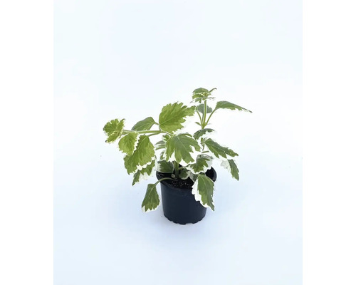 Okrasná pokojová rostlina v květináči se zelenými a bílými listy