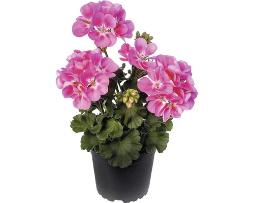 Pelargonium zonale s okem květináč Ø 12 cm 1 ks, různé druhy