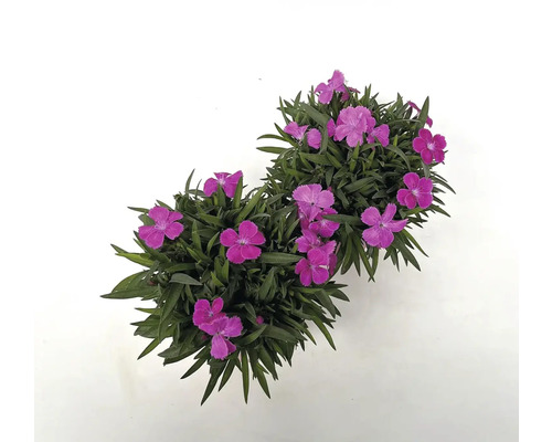 Dvě rostliny karafiátů se zelenými listy a fialovými květy