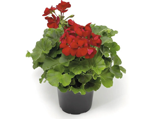 Muškát v květináči s červenými květy a zelenými listy.