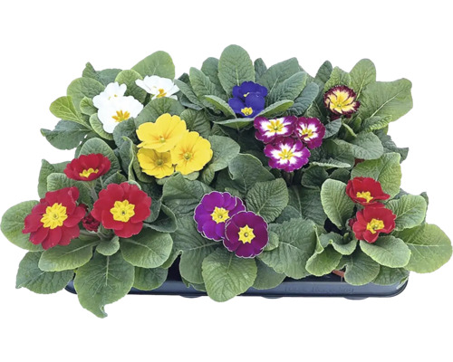 Primula acaulis Ø 9 cm květináč 1 ks, různé druhy