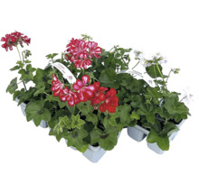 Sada pelargonií s červenými a bílými květy v květináči