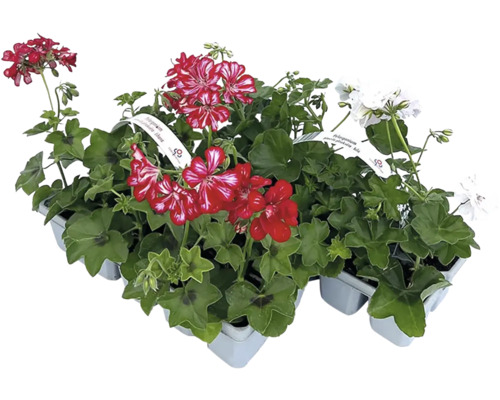 Pelargonium peltatum plnokvěté 10 pack, různé druhy