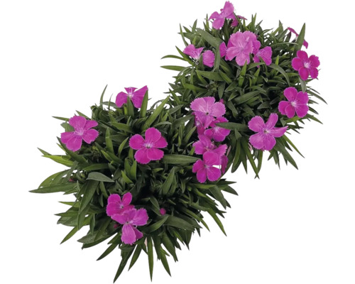 Dva keře s růžově kvetoucími karafiáty