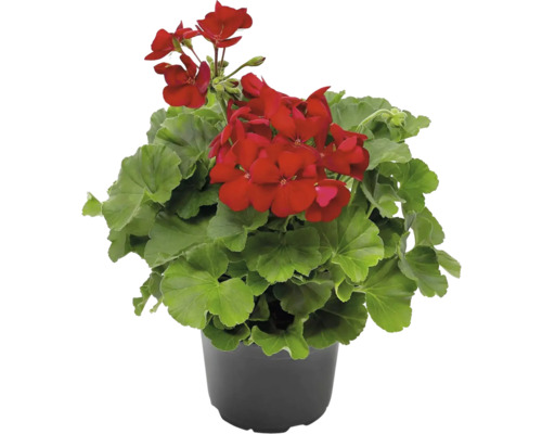 Muškát v květináči s červenými květy a zelenými listy.