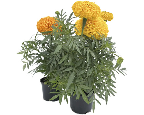 Aksamitník, afrikán Tagetes erecta květináč Ø 9 cm 1 ks, různé druhy