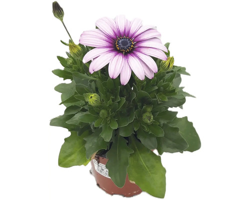Osteospermum rostlina se světle fialovými květy v květináči