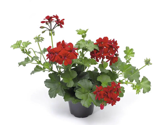 Pelargónie v květináči s červenými květy a zelenými listy
