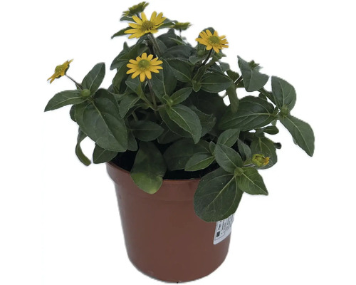 Květináč s rostlinou Sanvitalia