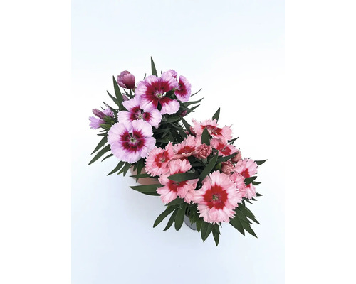 Dva květináče s květy karafiátů