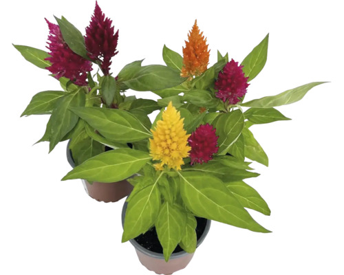 Nevadlec Celosia květináč Ø 9 cm 1 ks, různé barvy