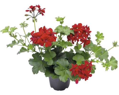 Muškát v květináči s červenými květy a zelenými listy.