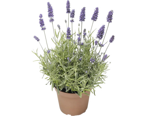 Levandule v květináči