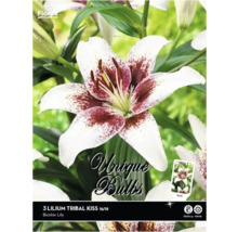 Balení tří cibulí lilie Tribal Kiss