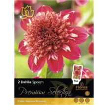 Balení dvou cibulí jiřinky Speech