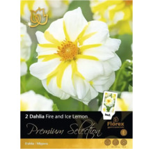 Balení jiřinek Fire and Ice Lemon