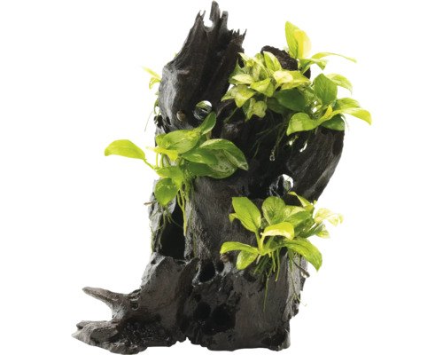 Vodní rostlina Anubias spp. Hills Dekorace do akvária pařez stromu se zelenými rostlinami