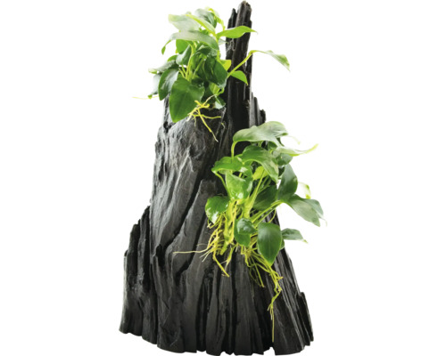 Dekorace do akvária s rostlinou Anubias na dřevěném kořenu