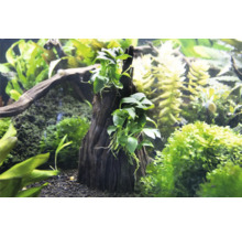 Akvárium s vodními rostlinami a dekorativním kořenem